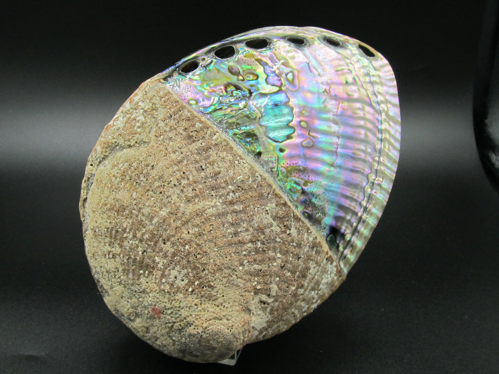 COQUILLAGE D'ORMEAU Green abalone Haliotis fulgens mexico mexique