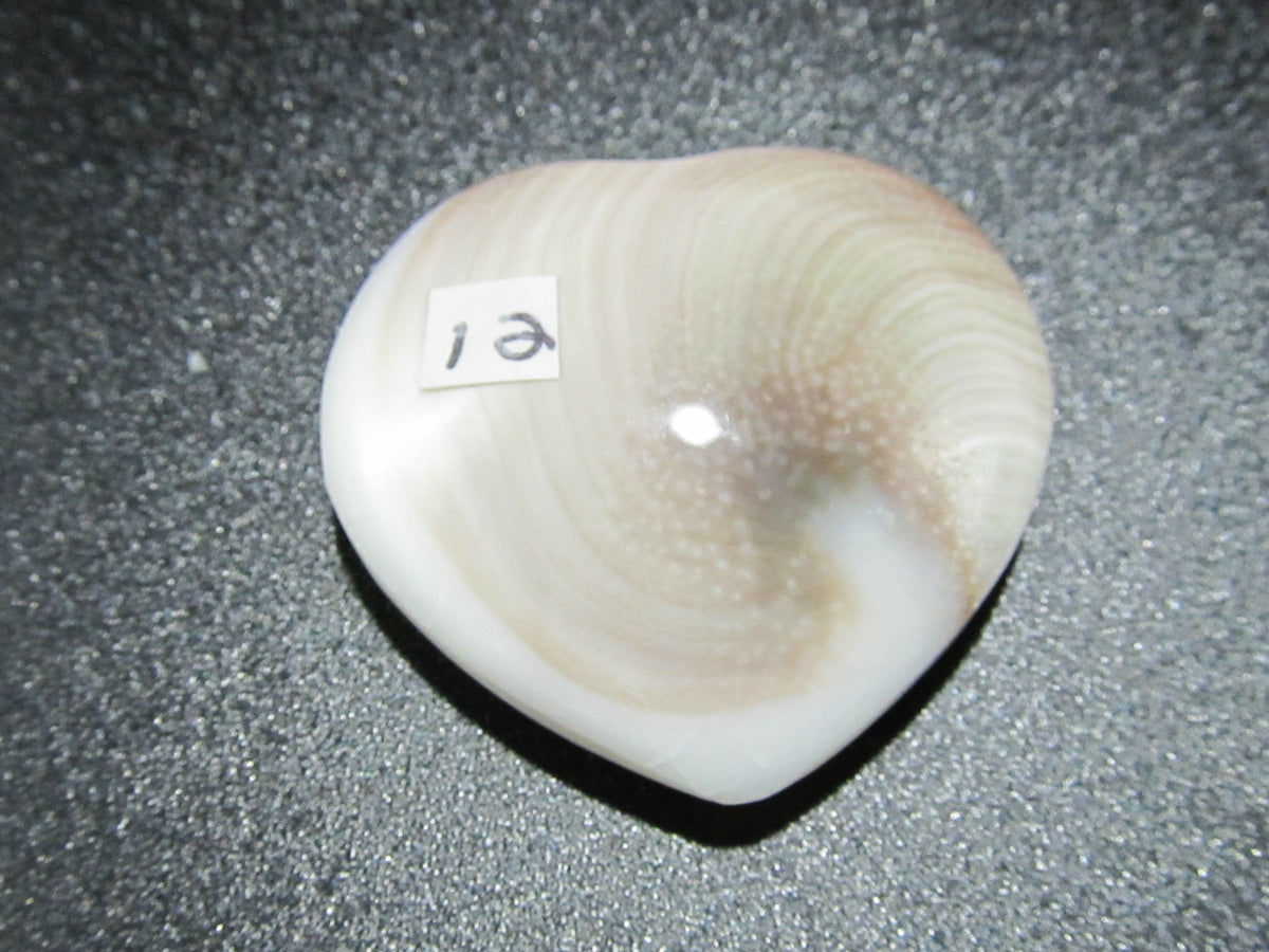 OPERCULE - Sainte-Lucia eye – Cactus Mineral