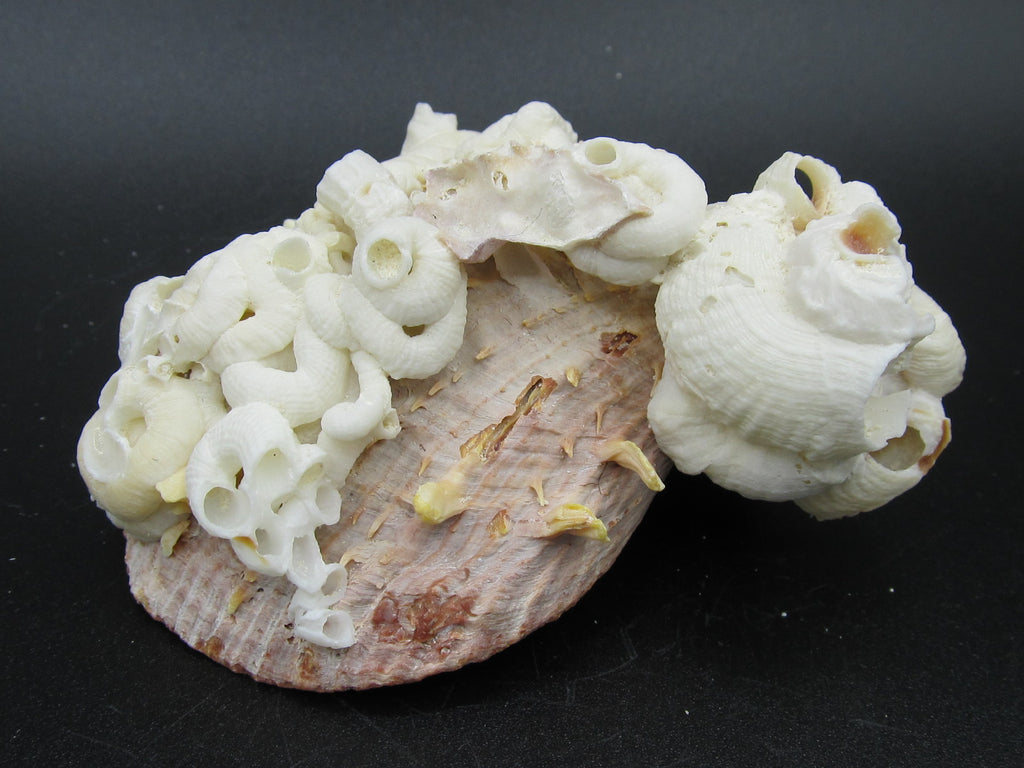 coquillage mer des caraibes caribbean sea shell