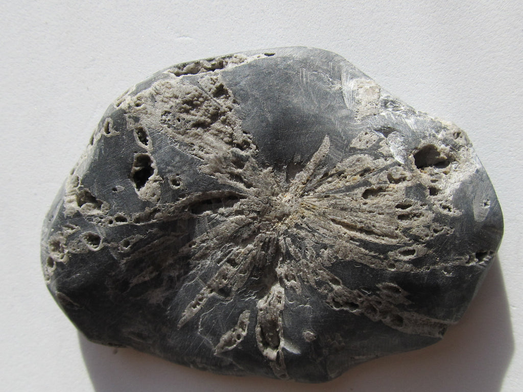 chrysanthemum stone pierre de chrysantheme