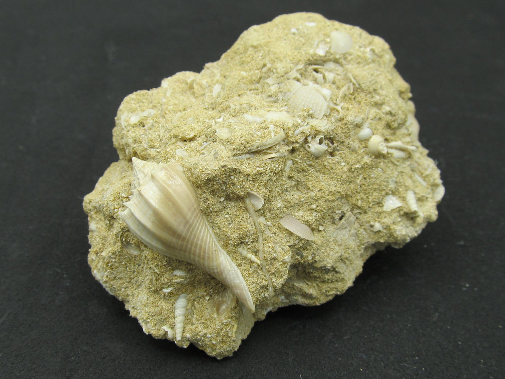 gastropod gatéropode