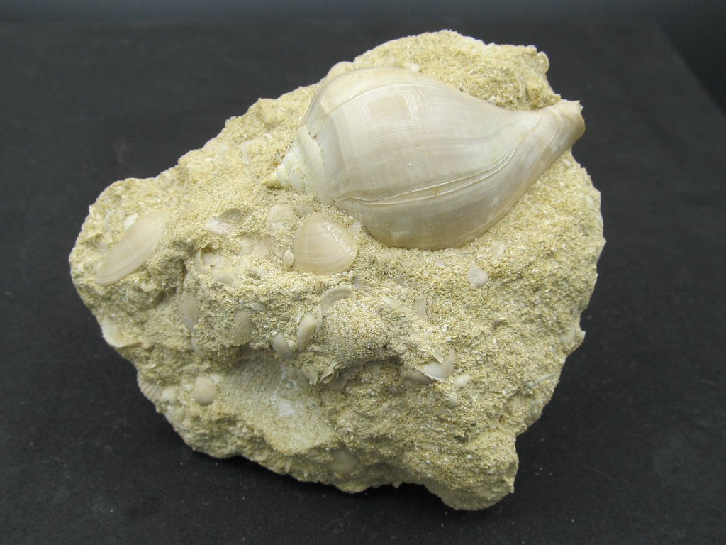 gastropod gatéropode