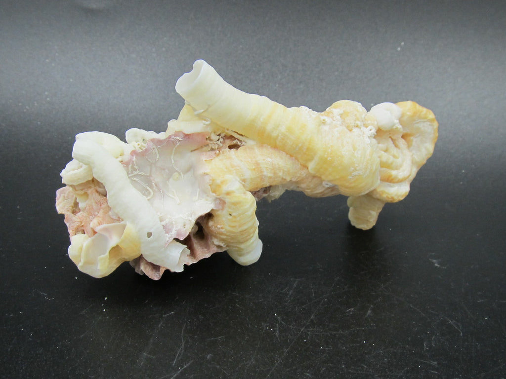 coquillage mer des caraibes caribbean sea shell